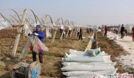 爆料养虾大棚视频播放,视频曝光养殖过程与奥秘